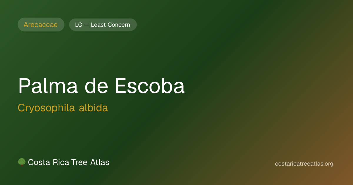 Palma de Escoba | Costa Rica Tree Atlas