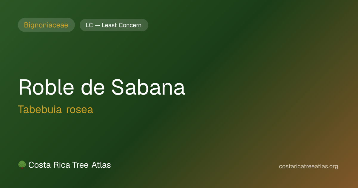 Roble de Sabana | Costa Rica Tree Atlas