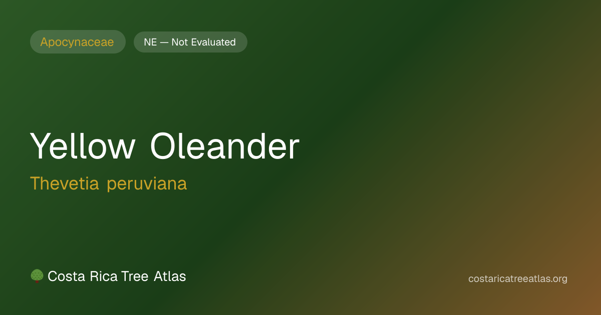 Yellow Oleander | Costa Rica Tree Atlas