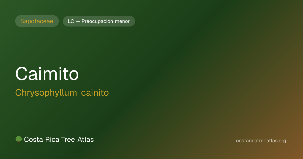 Caimito | Atlas de Árboles de Costa Rica