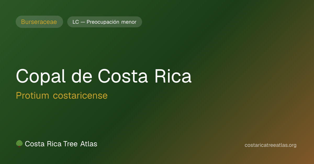Copal de Costa Rica | Atlas de Árboles de Costa Rica