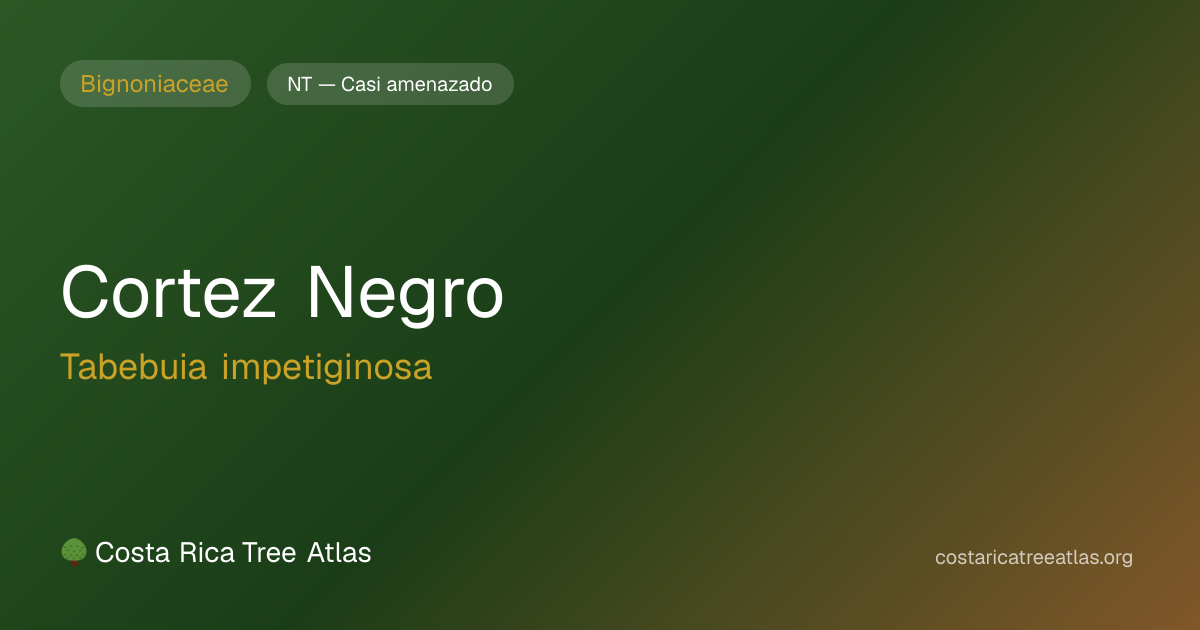 Cortez Negro | Atlas de Árboles de Costa Rica