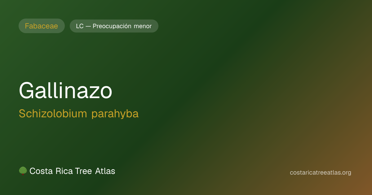 Gallinazo | Atlas de Árboles de Costa Rica