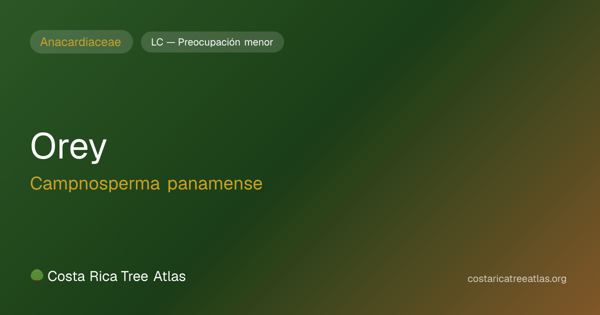 Orey | Atlas de Árboles de Costa Rica