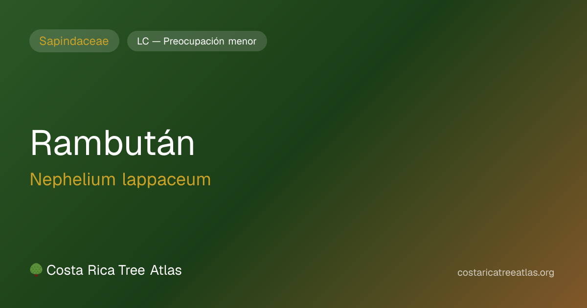 Rambután | Atlas de Árboles de Costa Rica